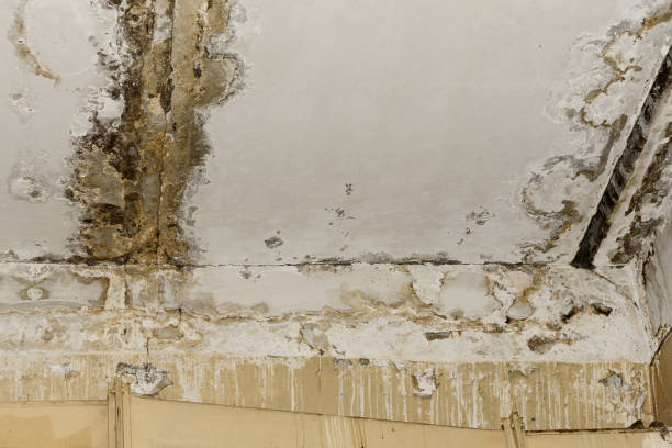 Mold Remediation for Vacation Homes in Laughlin Af, TX